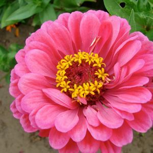 Meet your Posher, Dawn